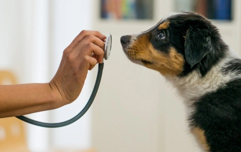 profilaktyka leczenie psa